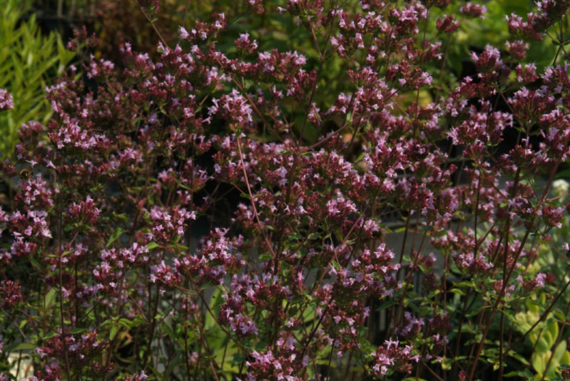 Origanum laevigatum bestellen